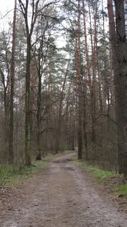 Vertical Video of a Road in the Forest Slow Motion