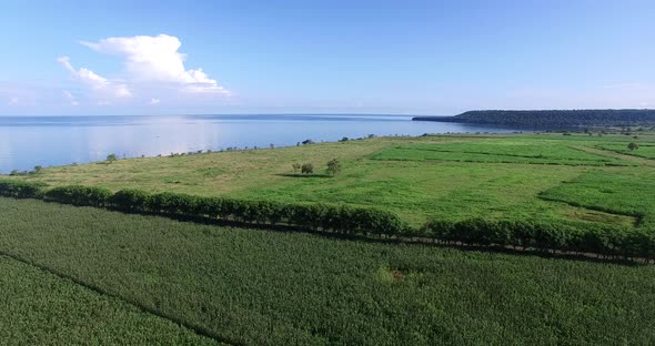 Wide Cornfield