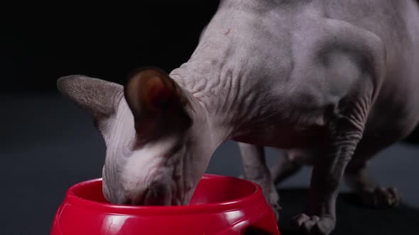 Meal of the Canadian Sphinx in the Studio on a Black Background