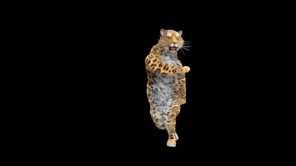 Leopard Dancing 4K