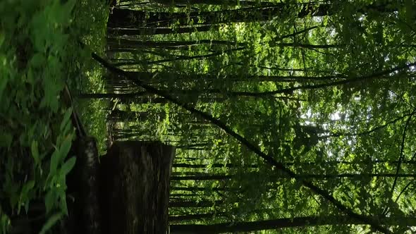 Vertical Video of a Summer Beautiful Forest in the Afternoon