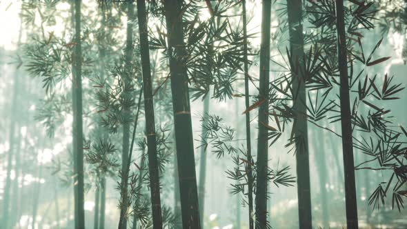 Bamboo Trunks and Sunlight Shines Through the Walls of the Plant and Fog alt