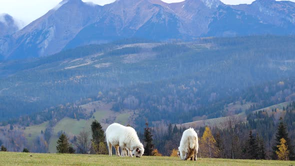 Sheep, lambs and rams are grazing on a hill in the mountains