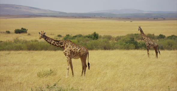 Two giraffes standing