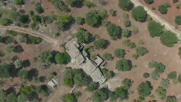 Aearial drone view of an olive tree garden in Carovigno, a region in Apulia Nort Italy, Olive farm w