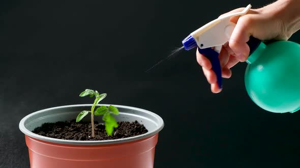 Growing Tomatoes From Seeds Step By Step