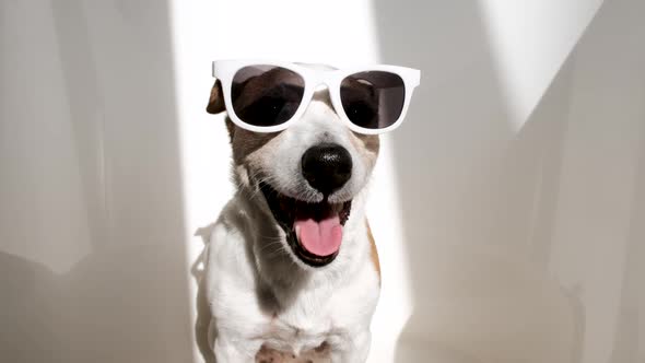 Jack Russel Terrier in Sunglasses White Background