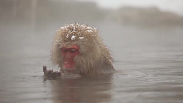 Japanese Snow Monkeys In Hot Spring