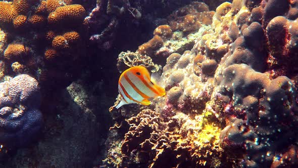 Copperband Butterflyfish or Chelmon Rostratus Fish with Long Nose in Andaman Sea Thailand