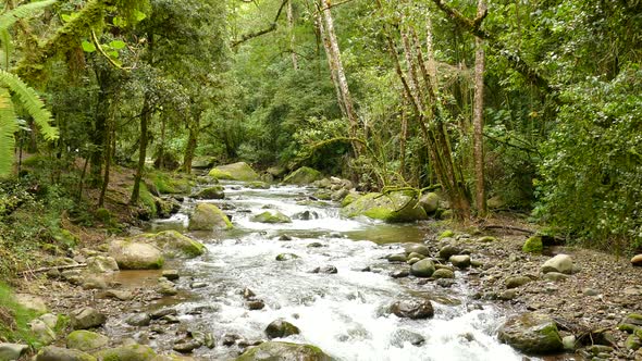 Beautiful creek cascading down the jungle floor surrounded by mossy trees and a beautiful river bed.