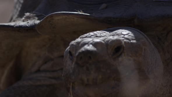 Tortoise close up macro face