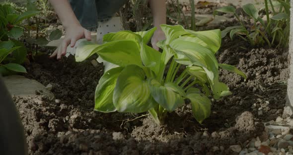 Farmer Girl Plants a Bush in Open Soil in a Summer Garden at Sunset