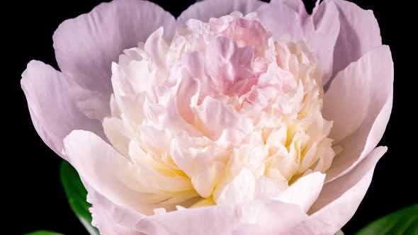 White Pink Peony Blooming in Time Lapse on a Black Background. Tender Flower Moving Pentals Close Up alt