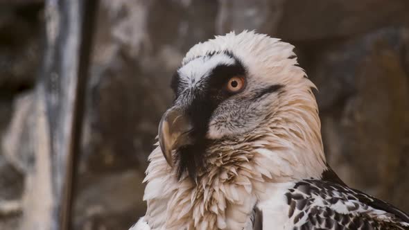 Bearded Vulture Scavenger Predator Bird with White and Black Feathers Close Up