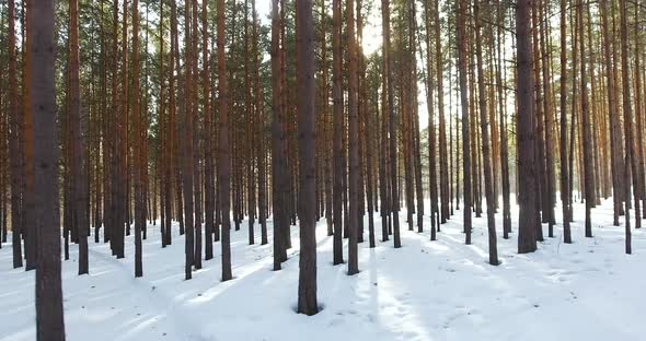 Winter in the Forest