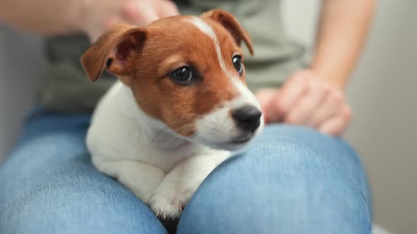 Woman Playing with Her Jack Russel Terrier Puppy Dog