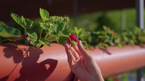 Strawberry Shrub in Modern Hydroponic Farm Woman is Touching Berry Closeup