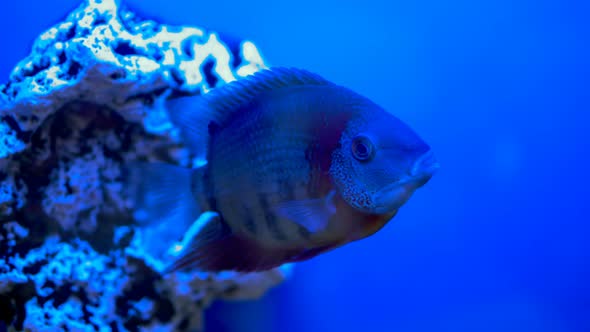 Big Fish Swims in Aquarium