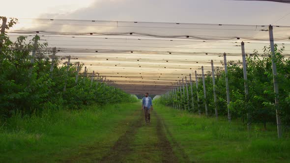 Man Farmer Walking Plantation Alone in Beautiful Sunset Orchard Tree Garden