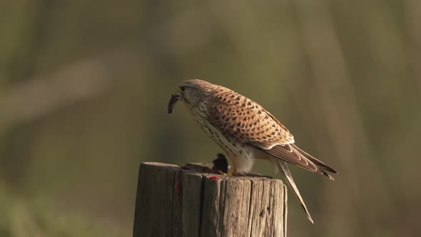 Common Kestrel sits on fence post, eating a mouse. Beautiful bird.