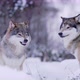 Alpha Wolf Showing Teeth To Pack Member - VideoHive Item for Sale