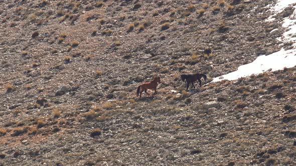 Two Wild Horses are Fighting