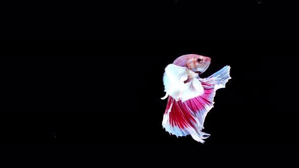 Siamese fighting fish (Betta splendens)