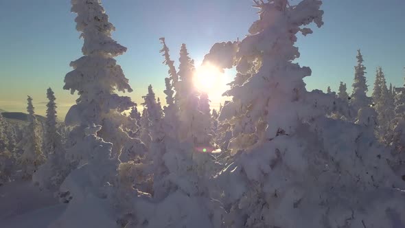 Aerial view of the trees in the snow on the mountainside