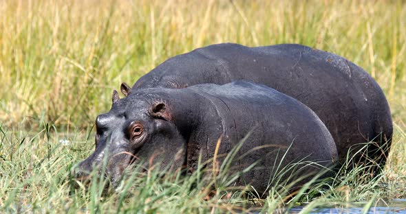 big hippo Moremi, Okawango delta, Botswana