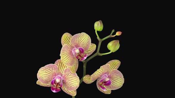 Time-lapse of opening Phalaenopsis KV Charmer orchid flower