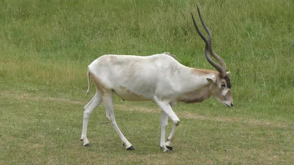  Addax Antelope walking 