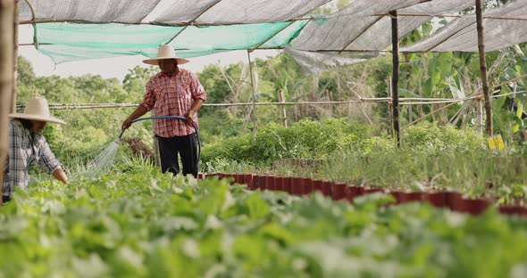 Asian farmer woman watering vegetable in countryside garden.