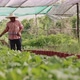 Asian farmer woman watering vegetable in countryside garden. - VideoHive Item for Sale
