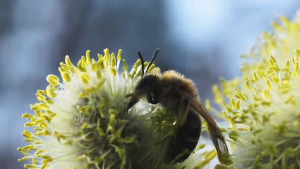 Bee On The Flowers Of Pussy Willow