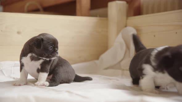 CUTE 3 week old Japanese Chin, Chihuahua puppies in a house