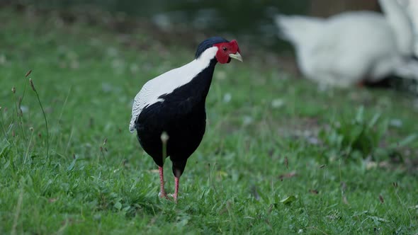 Silver Pheasant Lophura Nycthemera Searching for Food in Grass of Field.