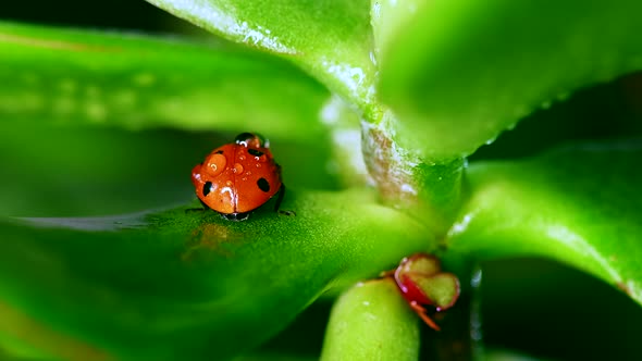 Red Beautiful Ladybug Crawl on Blade of Grass Blurred Background Macro Lens