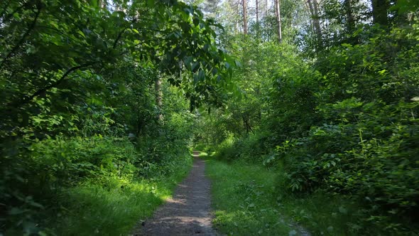 Trees in the Forest By Summer Day