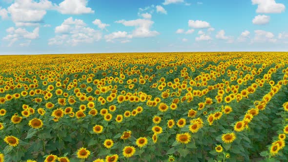 Drone Flying Over a Sunflower Field Moving Across a Field of Sunflowers