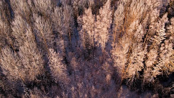 Winter forest