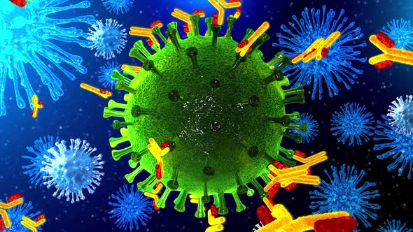 Immune System Blocks Coronavirus