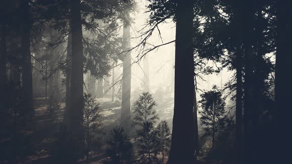 Black Tree Trunk in a Dark Pine Tree Forest