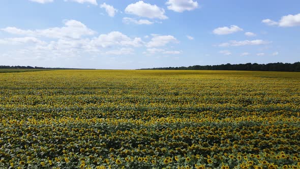 Aerial View of a Field with Sunflowers