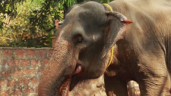 Goa, India. Indian Elephant Drink Water. Slow Motion
