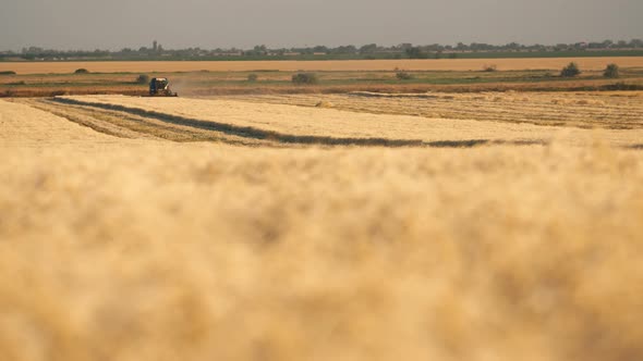 Classy Combine Harvester Threshing Plump Wheat Spikes on a Sunny Day in Slo-mo 