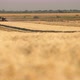 Classy Combine Harvester Threshing Plump Wheat Spikes on a Sunny Day in Slo-mo  - VideoHive Item for Sale