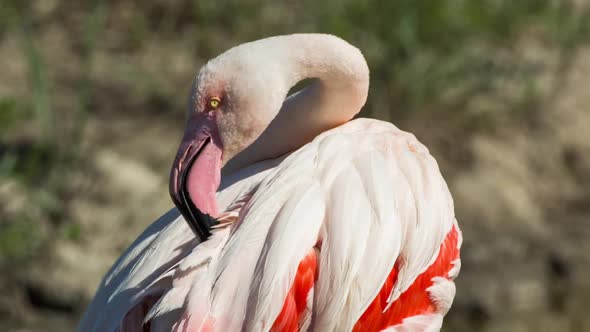 Flamingo bird nature wildlife reserve carmargue lagoon