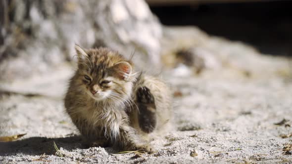 The Domestic Cat Lies on the Ground and Washes Film Grain