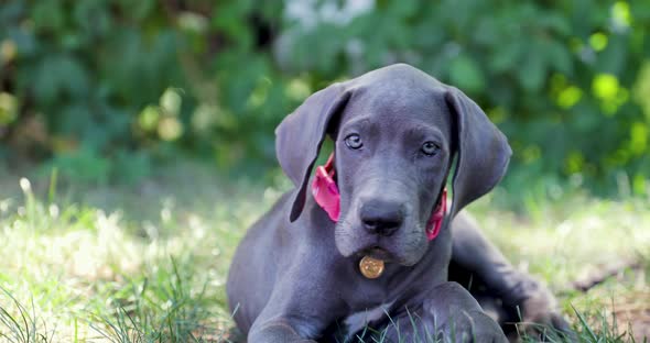 Great Dane puppy laying in the tall green grass