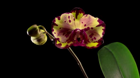 Blooming Yellow - Magenta Orchid Phalaenopsis Flower